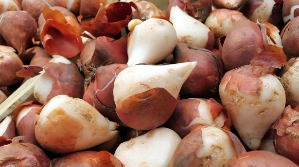 Bulbs