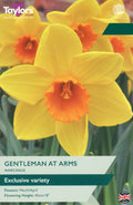 Narcissus Gentleman At Arms Bulbs - Yellow & Orange Daffodil, March to April