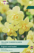 Narcissus Yellow Cheerfulness Bulbs - Fragrant Double Pale Yellow Daffodil, April