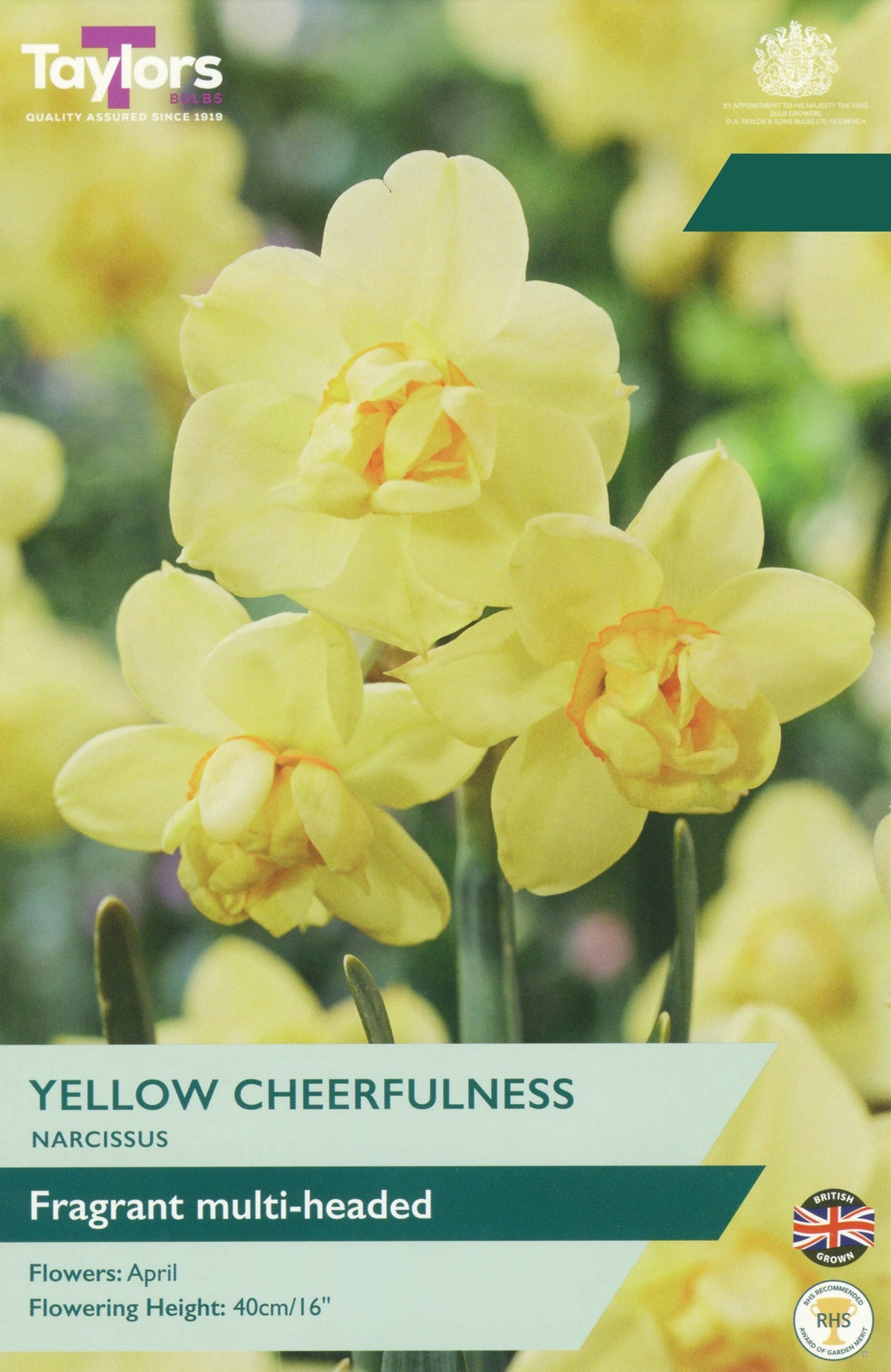 Narcissus Yellow Cheerfulness Bulbs - Fragrant Double Pale Yellow Daffodil, April