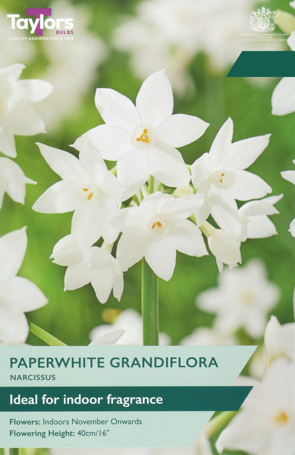 Narcissus Paperwhite Grandiflora Bulbs - Fragrant Indoor White Flowers from November