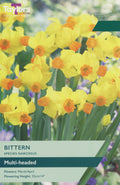 Narcissus Bittern Bulbs - Multi-Headed Yellow & Orange Species Daffodil, March to April