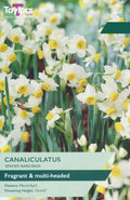 Narcissus Canaliculatus Bulbs - Fragrant White & Yellow Species Daffodil, March to April