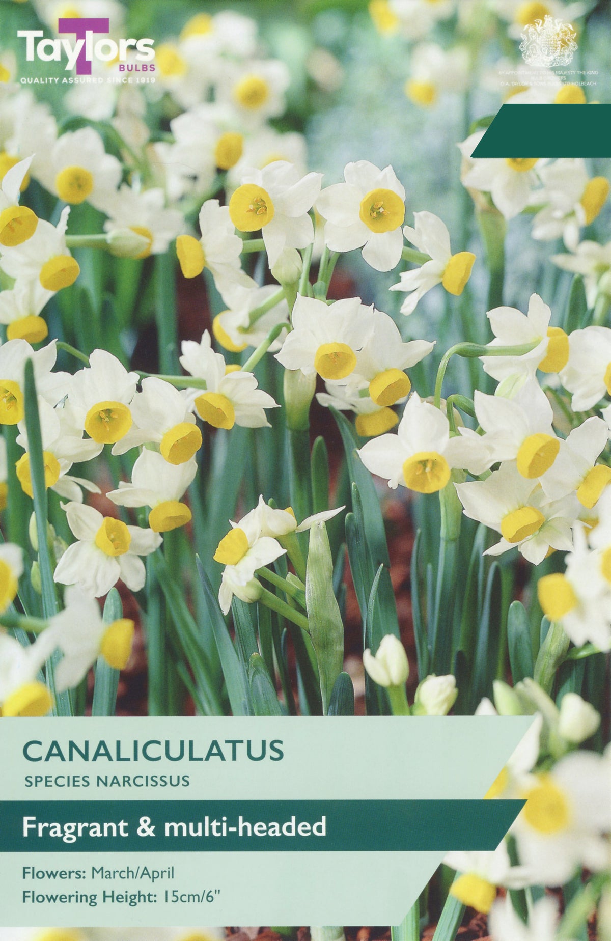Narcissus Canaliculatus Bulbs - Fragrant White & Yellow Species Daffodil, March to April
