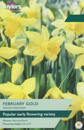 Narcissus February Gold Bulbs - Early Yellow Daffodil, February to March