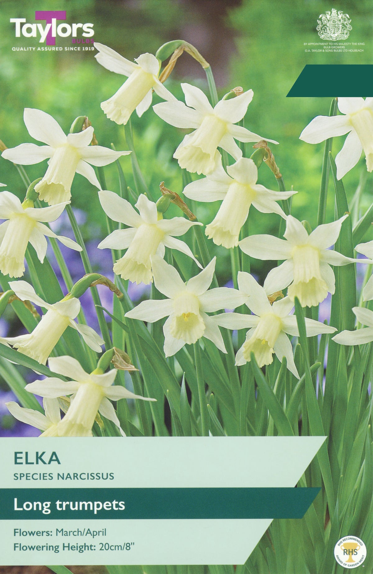 Narcissus Elka Bulbs - New White Long Trumpet Daffodil, March to April