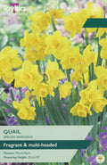 Narcissus Quail Bulbs - Fragrant Multi-Headed Yellow Daffodil, March to April
