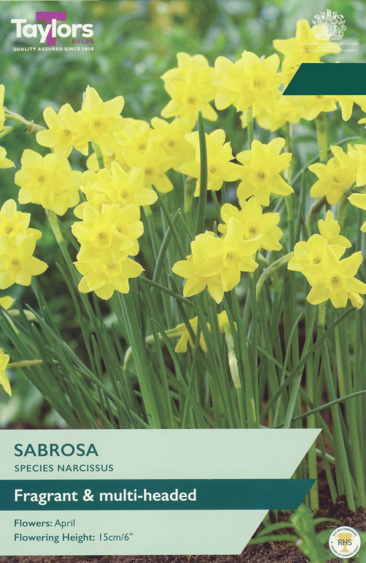Narcissus Sabrosa Bulbs - Fragrant Multi-Headed Yellow Daffodil, April