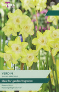 Narcissus Verdin Bulbs - Fragrant Pale Yellow & Cream Daffodil, March