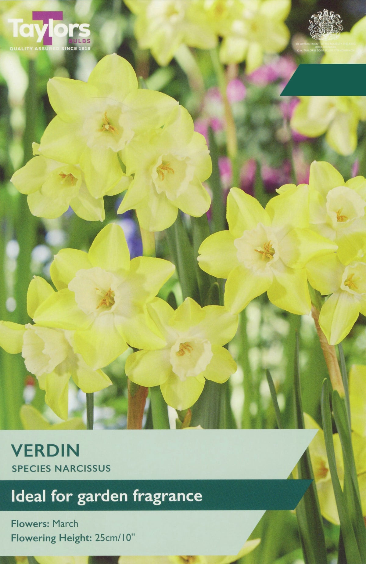 Narcissus Verdin Bulbs - Fragrant Pale Yellow & Cream Daffodil, March