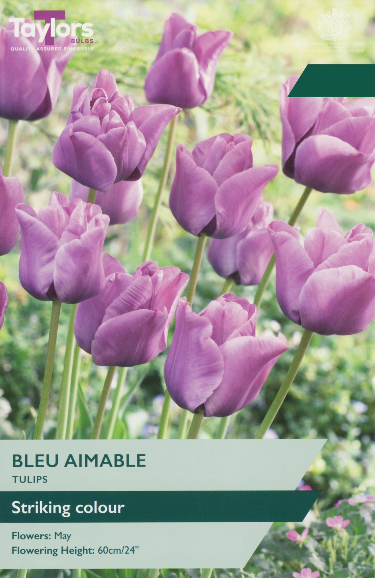 Bleu Aimable Tulip Bulbs - Tall Lilac Tulip, May Flowering