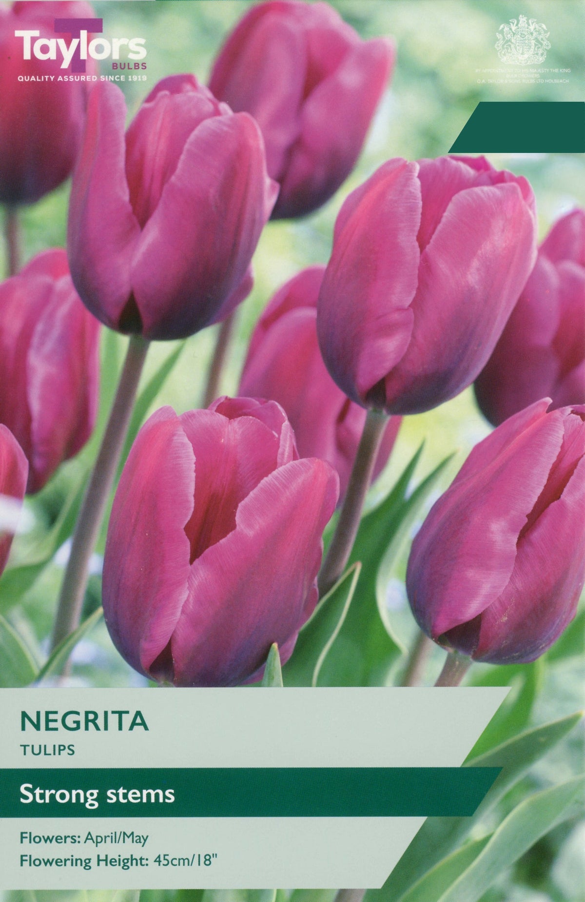 Negrita Tulip Bulbs - Deep Pink Tulip with Strong Stems, April to May