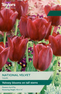 National Velvet Tulip Bulbs - Velvety Deep Red Flowers, April to May