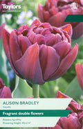 Alison Bradley Tulip Bulbs - Fragrant Double Red Flowers with Purple Hint, April to May