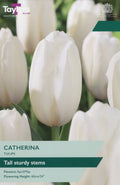 Catherina Tulip Bulbs - New Tall White Tulip, April to May