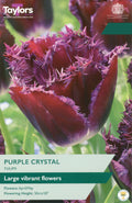 Purple Crystal Tulip Bulbs - Wine Red Frilly-Edged Flowers, April to May