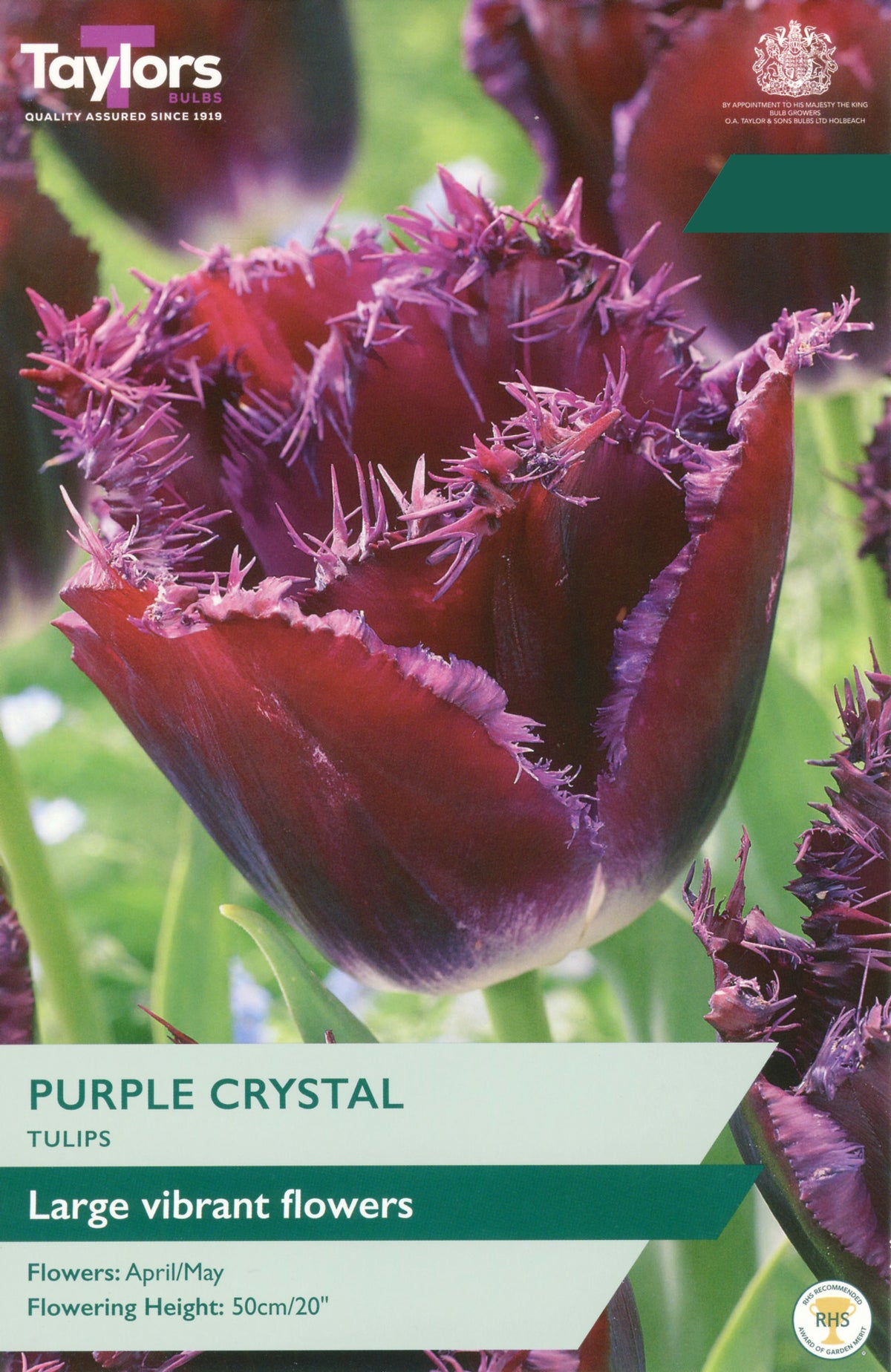 Purple Crystal Tulip Bulbs - Wine Red Frilly-Edged Flowers, April to May