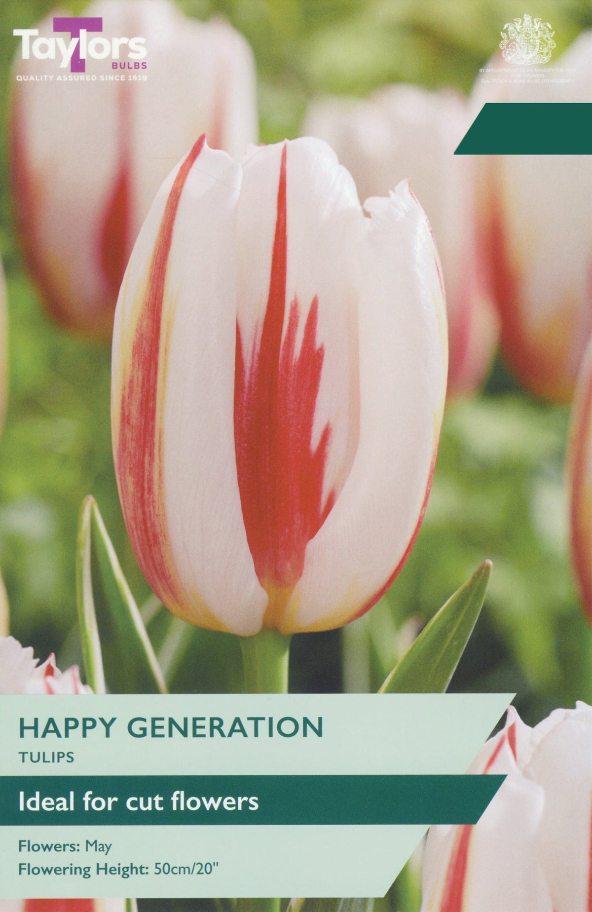 Happy Generation Tulip Bulbs - Light Pink & Red Cut Flower Tulip, May