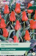 Red Riding Hood Tulip  Bulbs - Red Flowers with Dark Striped Foliage, April to May