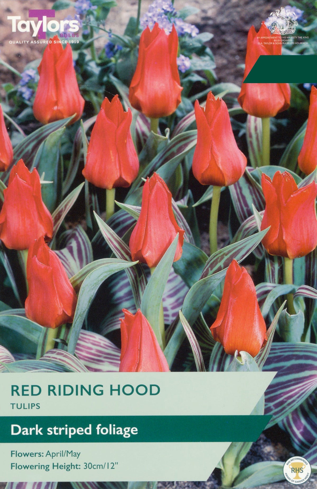 Red Riding Hood Tulip  Bulbs - Red Flowers with Dark Striped Foliage, April to May