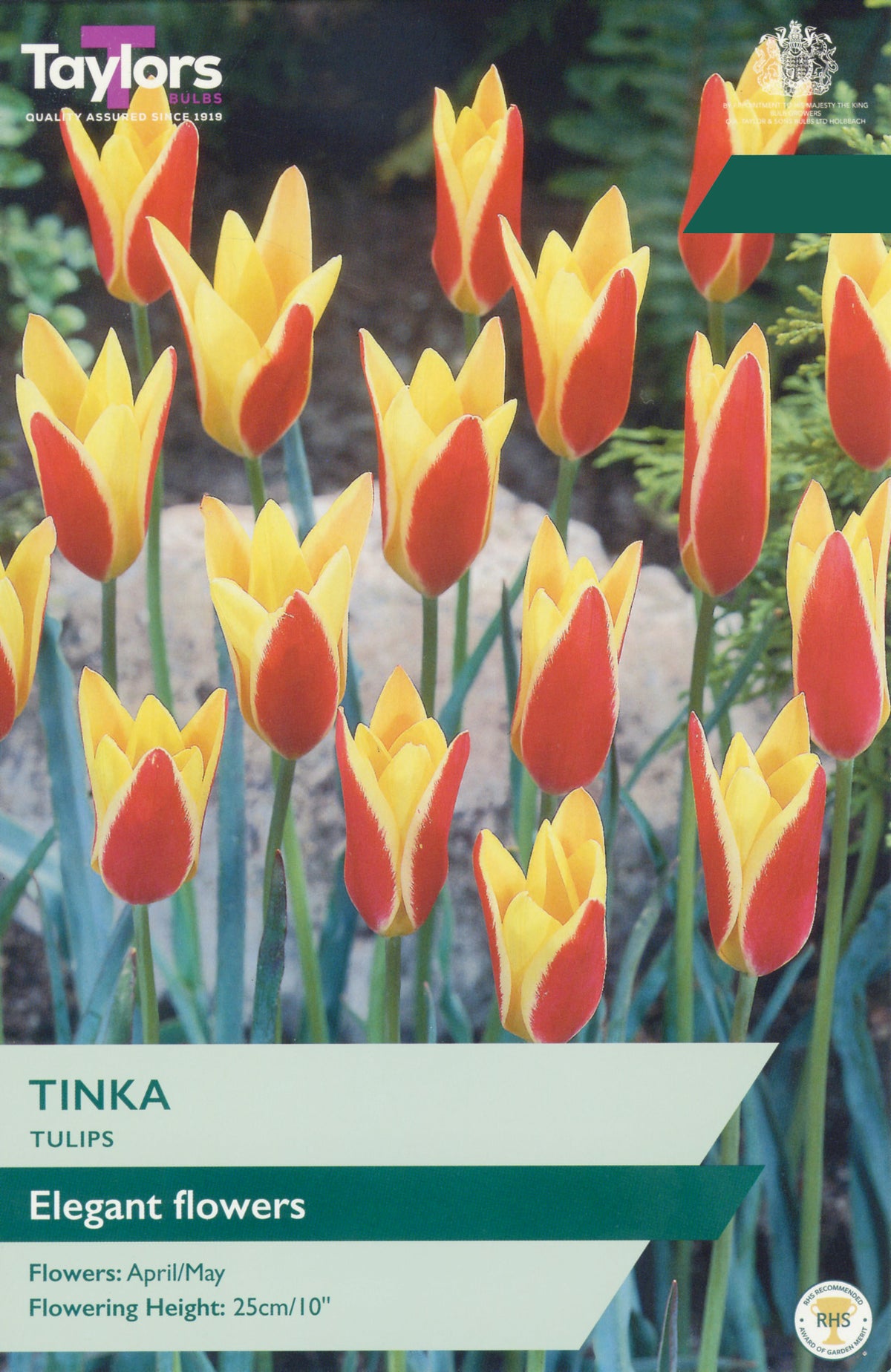 Tinka Tulip Bulbs - Red & Yellow Bicolour Tulip, April to May