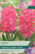 Hyacinth Jan Bos Bulbs - Bright Pink Fragrant Flowers, February to April