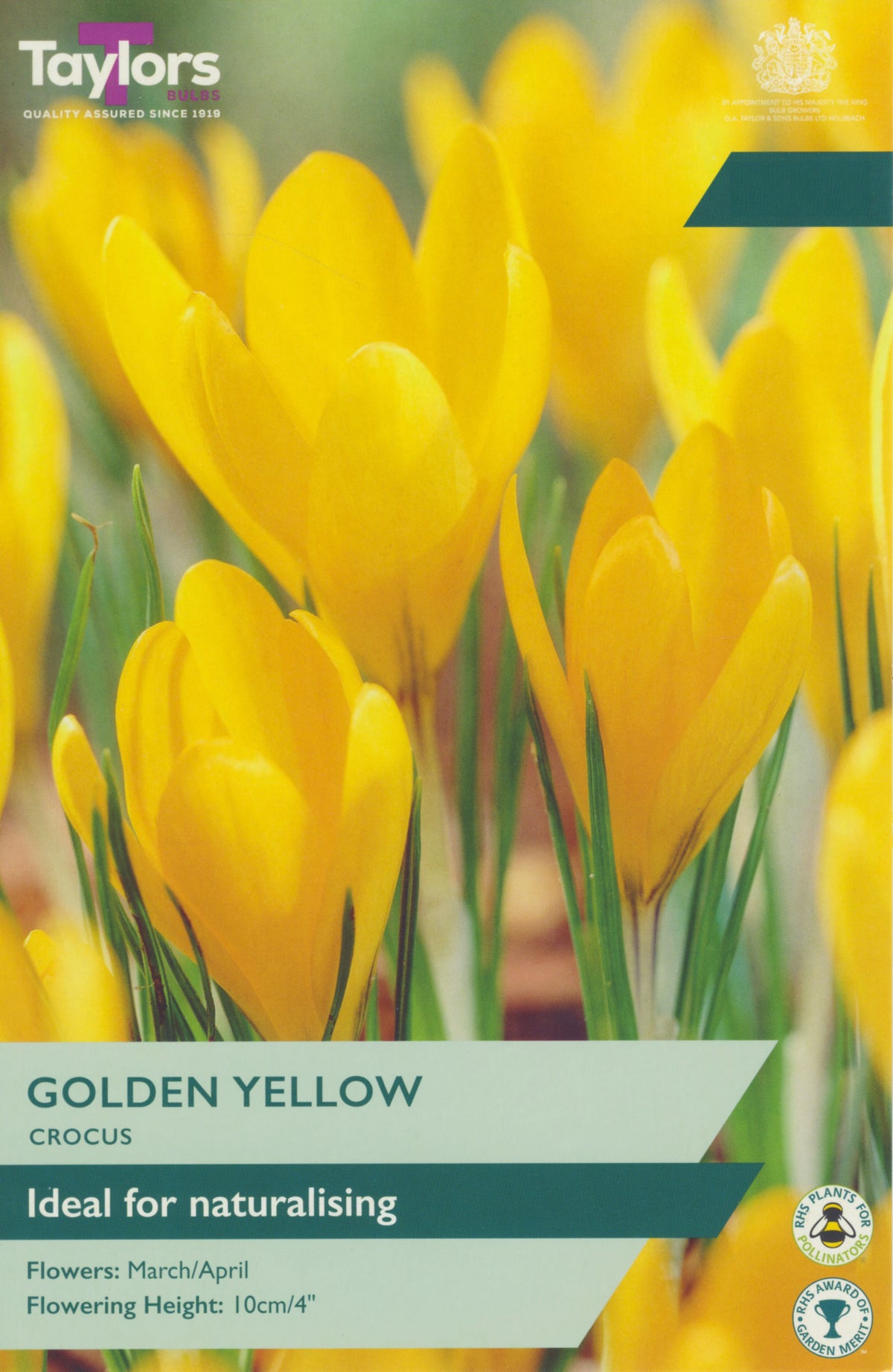 Crocus Golden Yellow Bulbs - Naturalising Yellow Flowers, March to April