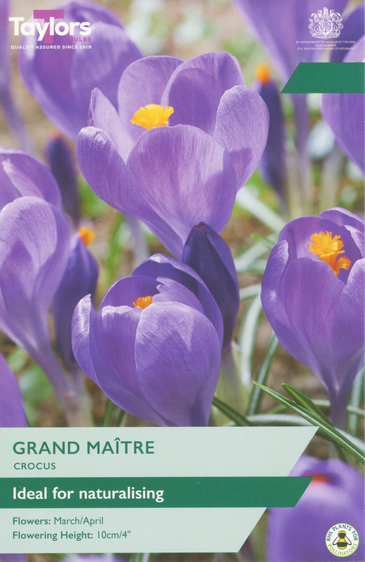 Crocus Grand MaŒtre Bulbs - Deep Purple Naturalising Flowers, March to April