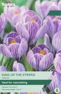 Crocus King of the Striped Bulbs - Striped Purple Flowers, March to April