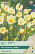 Crocus Cream Beauty Bulbs - Fragrant Cream Flowers, February to March