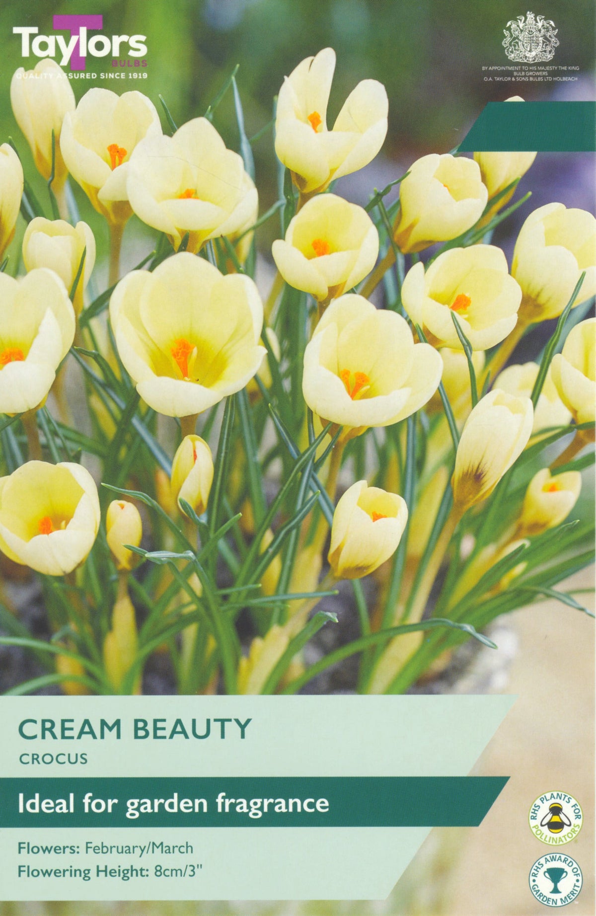 Crocus Cream Beauty Bulbs - Fragrant Cream Flowers, February to March