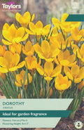 Crocus Dorothy Bulbs - Fragrant Yellow Flowers, February to March