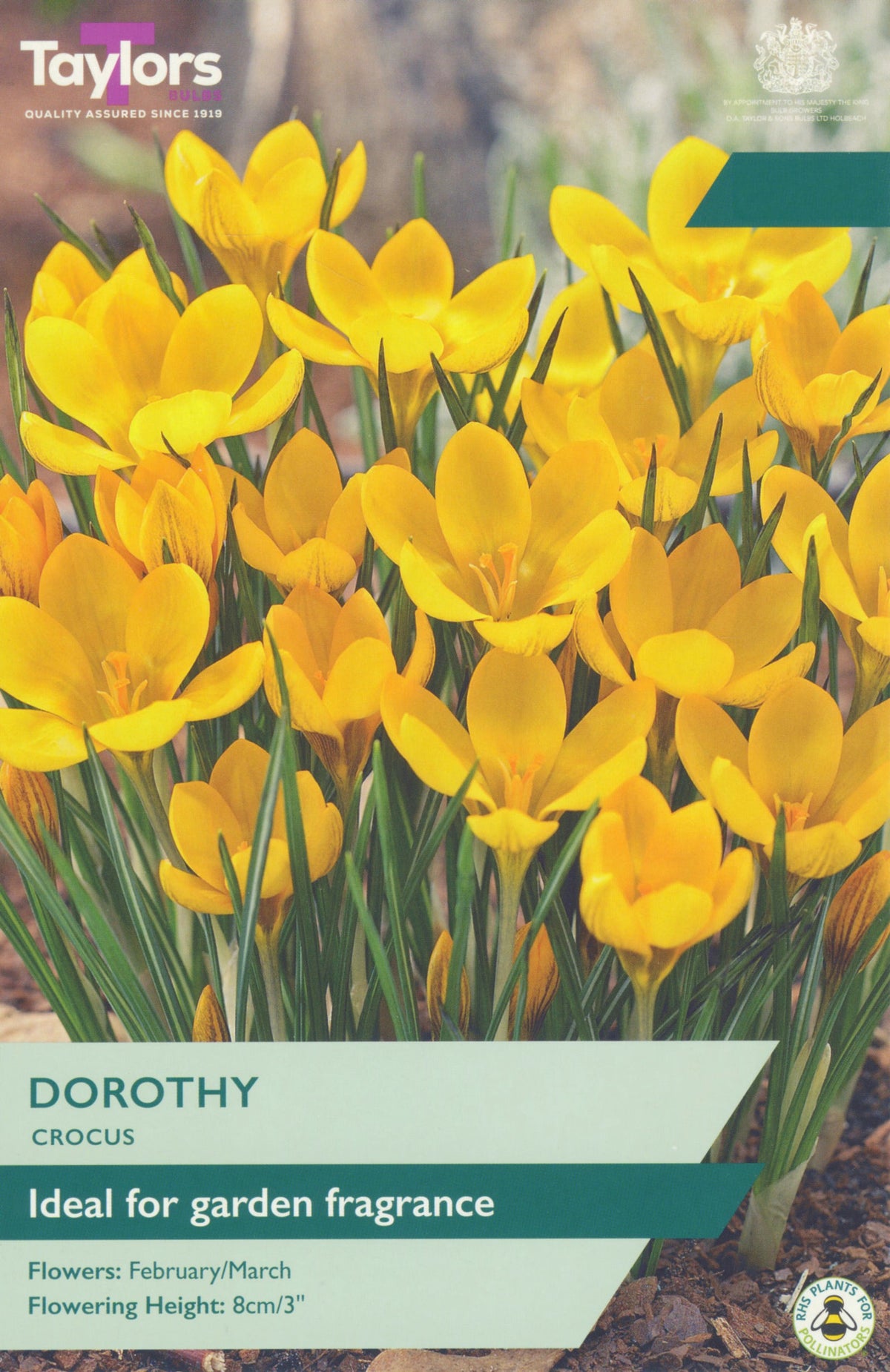 Crocus Dorothy Bulbs - Fragrant Yellow Flowers, February to March
