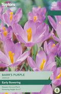 Crocus Barr's Purple Bulbs - Early Lilac Flowers, February to March