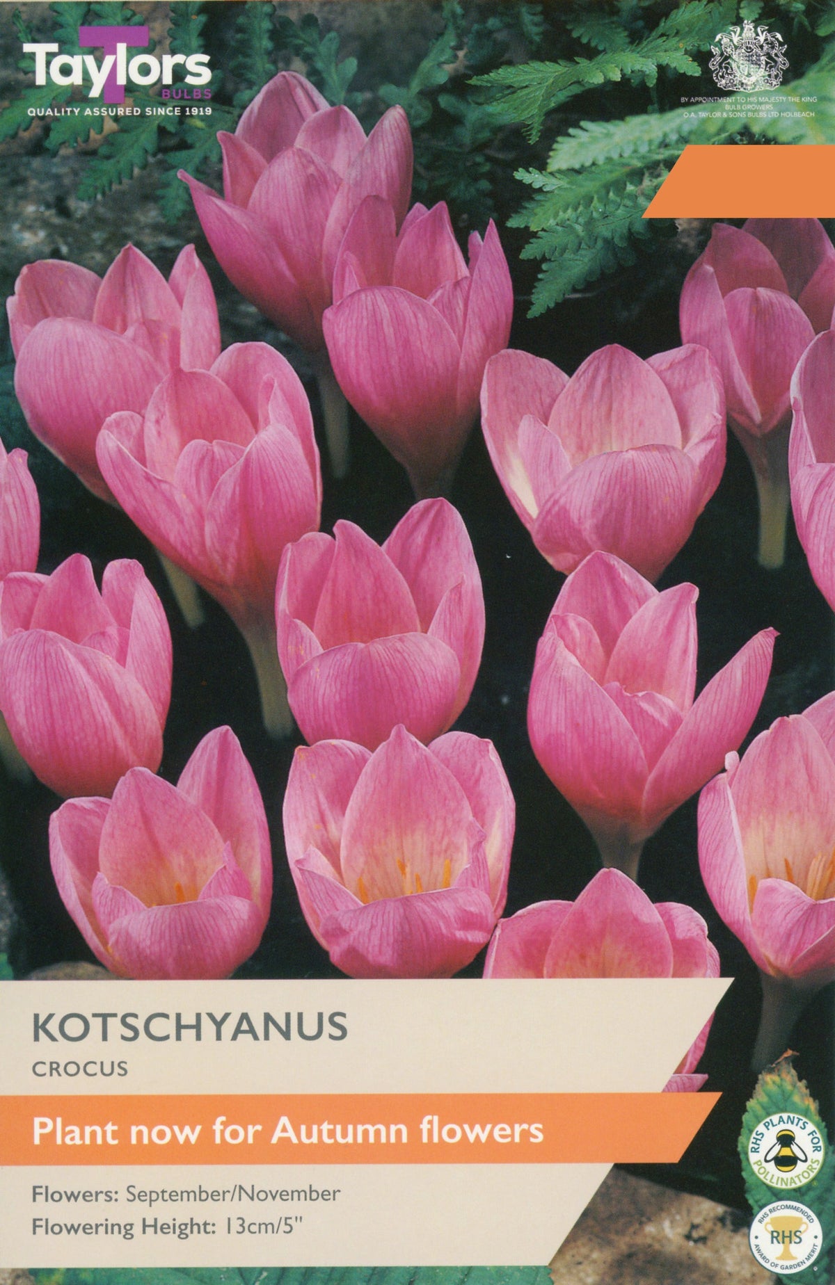 Crocus Kotschyanus Bulbs - Pink Autumn-Flowering Crocus, September to November