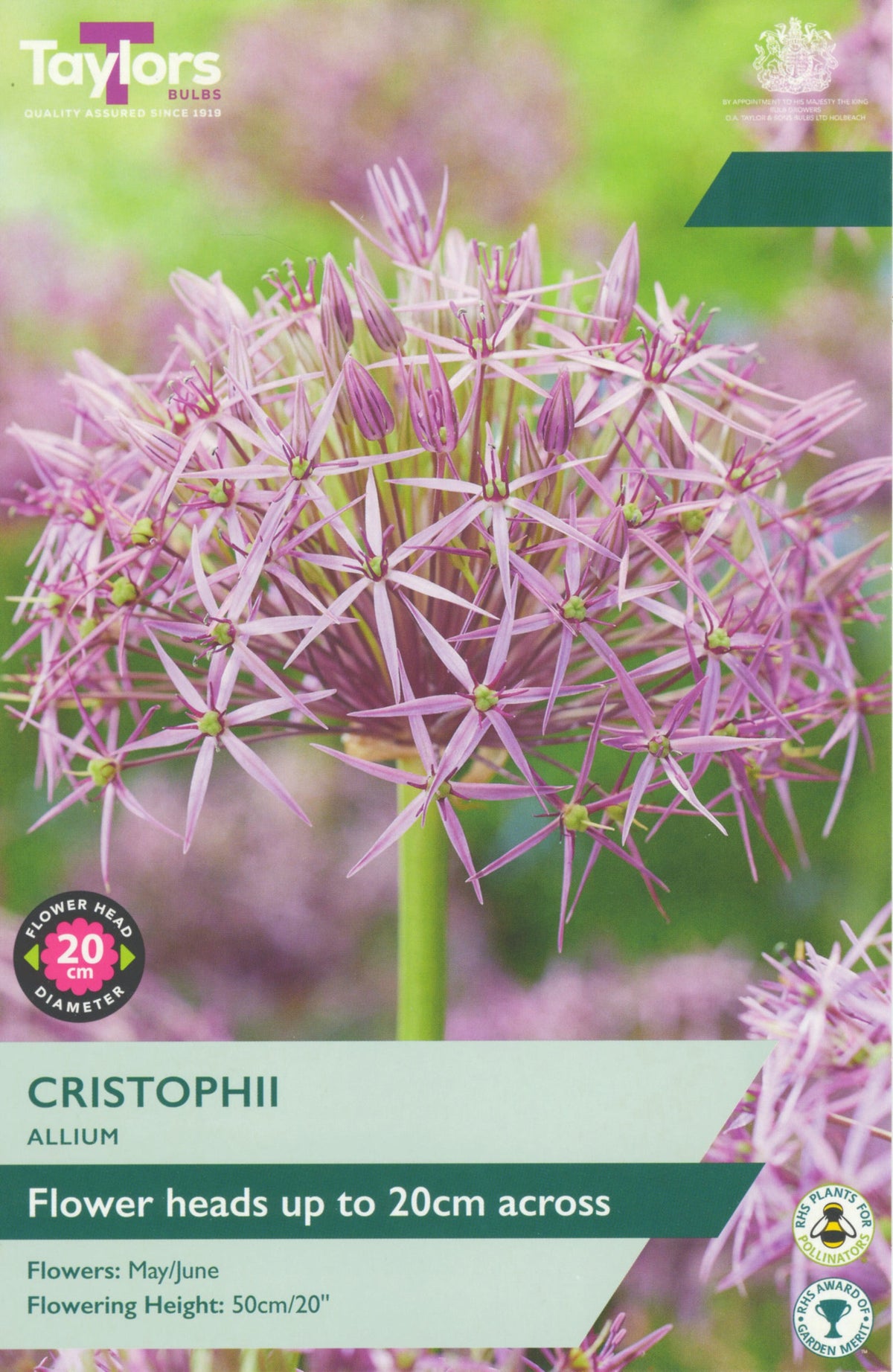 Allium Cristophii Bulbs - Star of Persia, Lilac 20cm Flower Heads, May to June
