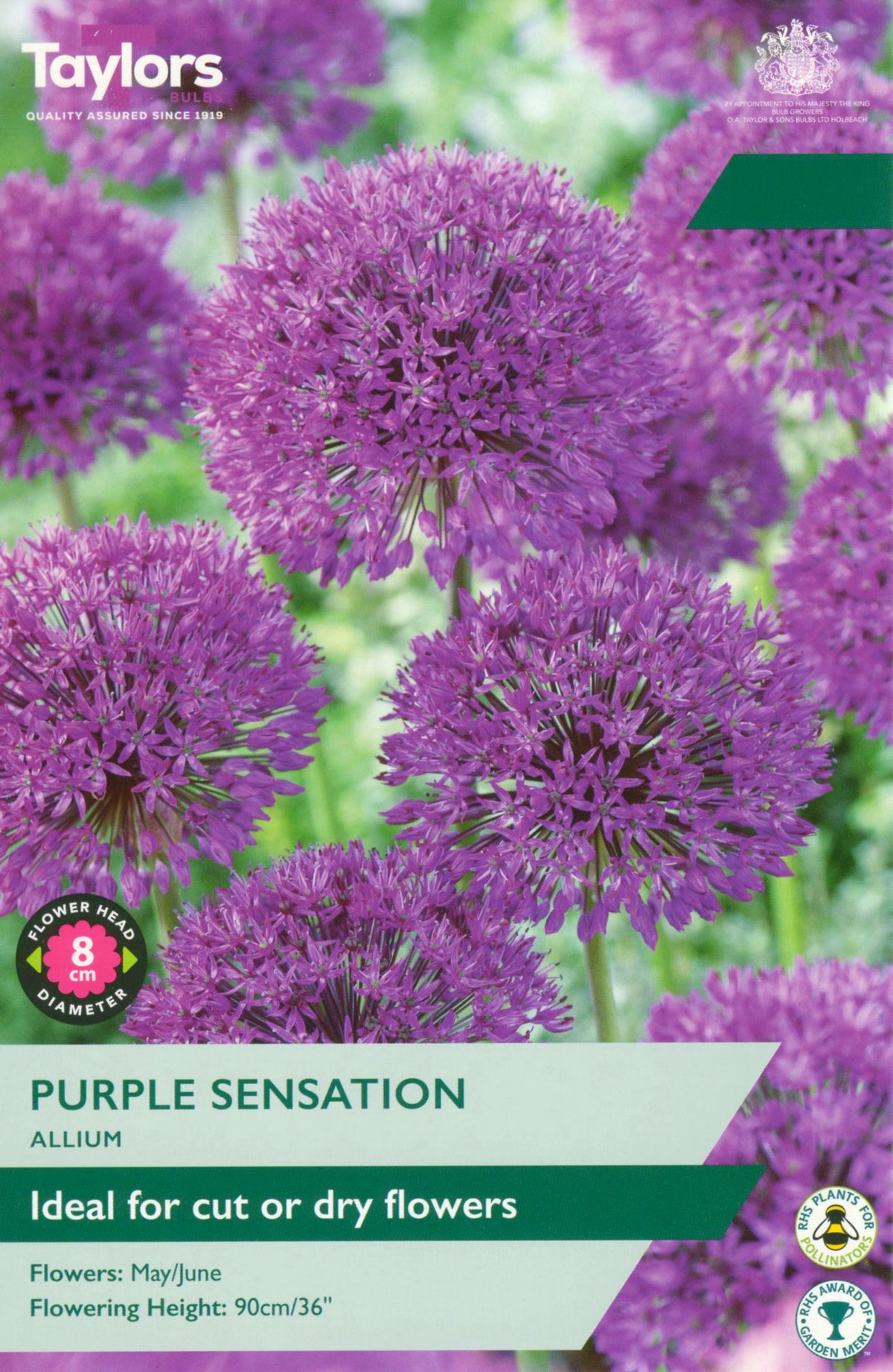 Allium Purple Sensation Bulbs - Mulberry Cut & Dry Flowers, May to June