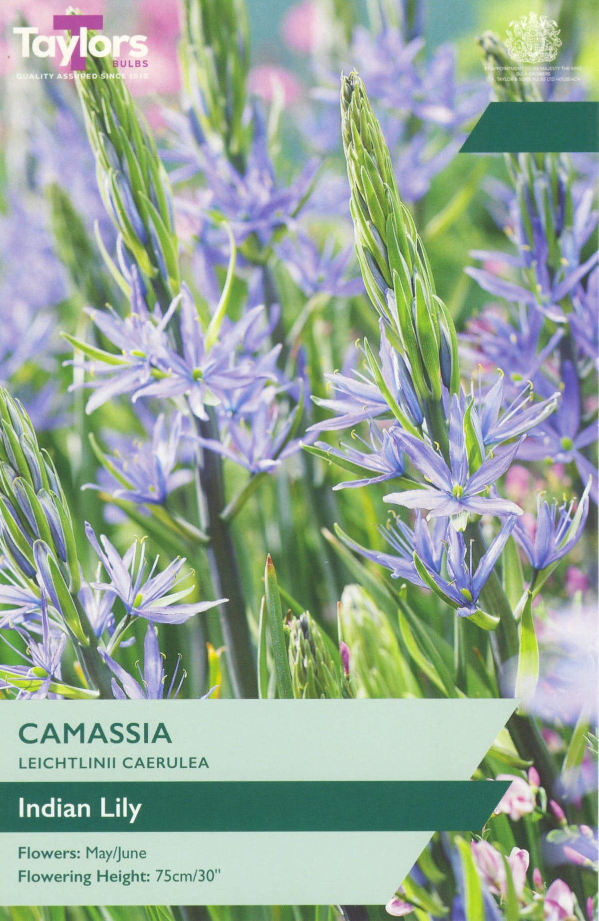 Camassia leichtlinii caerulea Bulbs - Violet Indian Lily, May to June