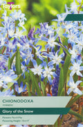 Chionodoxa forbesii Bulbs - Blue & White Glory of the Snow, March to May