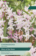 Chionodoxa Pink Giant Bulbs - Pink & White Glory of the Snow, March to May