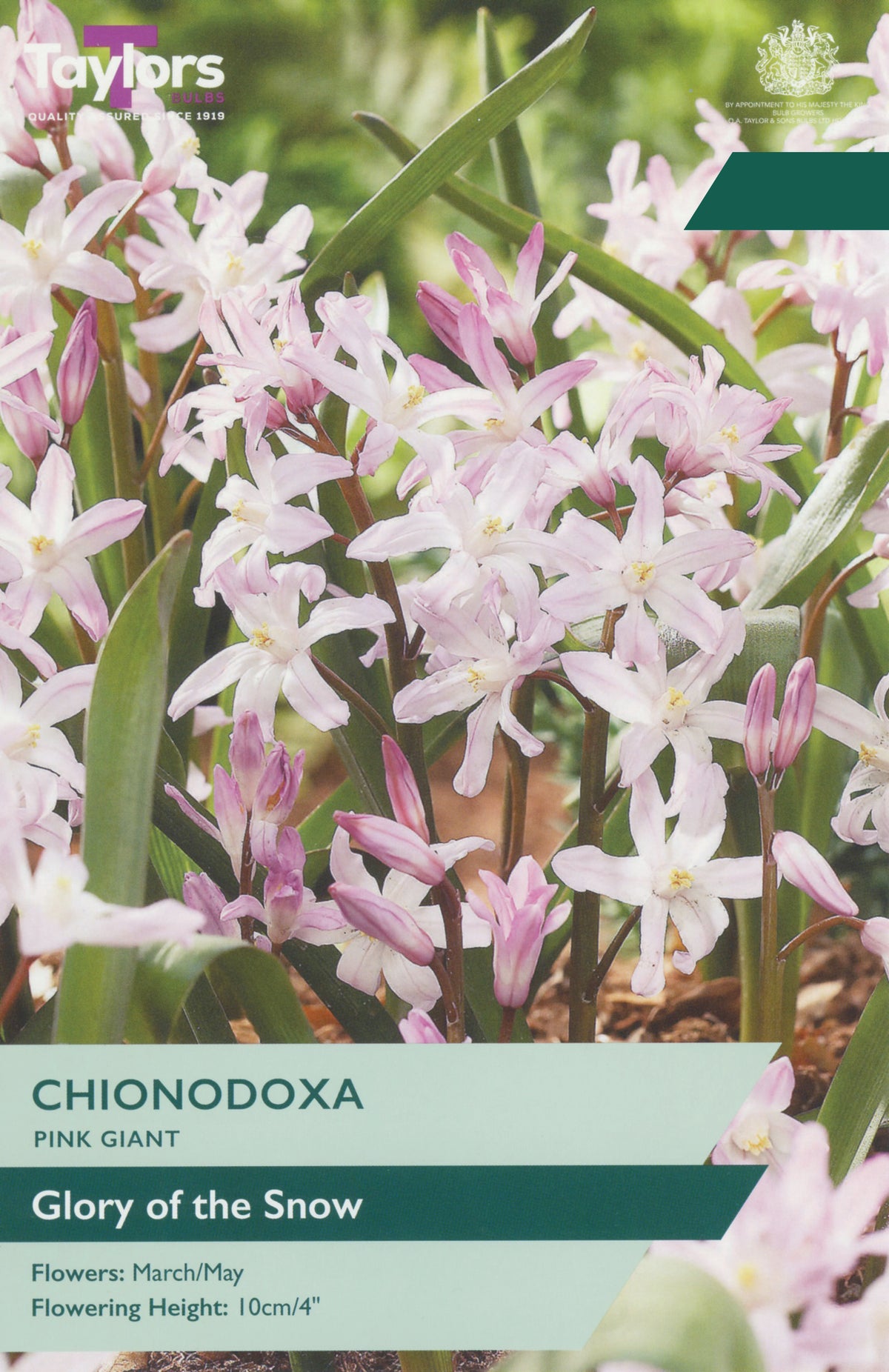 Chionodoxa Pink Giant Bulbs - Pink & White Glory of the Snow, March to May