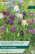 Snake's Head Fritillary Bulbs - Purple & White Chequered Flowers, April to May