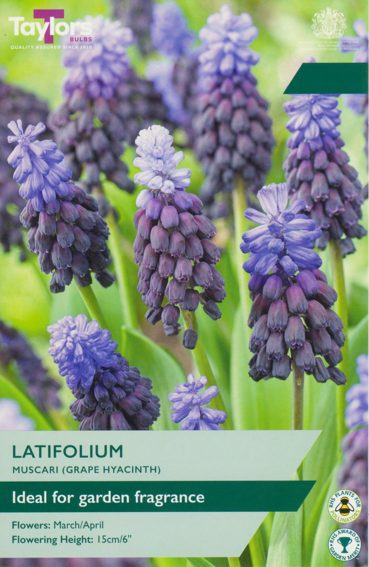 Muscari latifolium Bulbs - Lavender & Plum Grape Hyacinth, March to April