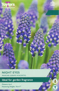 Muscari Night Eyes Bulbs - Purple & White Grape Hyacinth, April Flowering