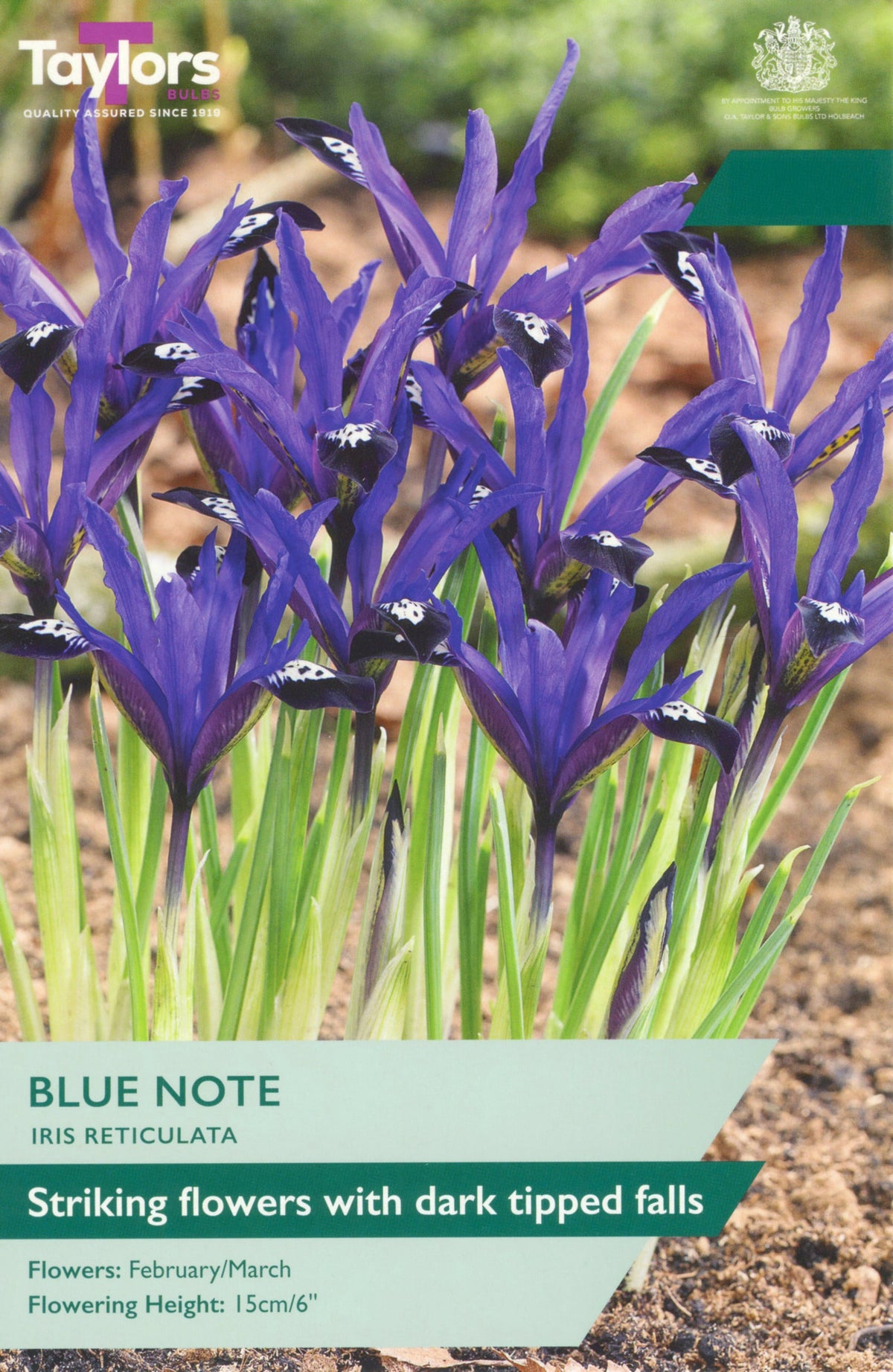 Iris reticulata Blue Note Bulbs - Purple Violet Early Iris, February to March