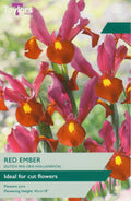 Red Ember Dutch Iris Bulbs - Red & Yellow Cut Flowers, June Flowering