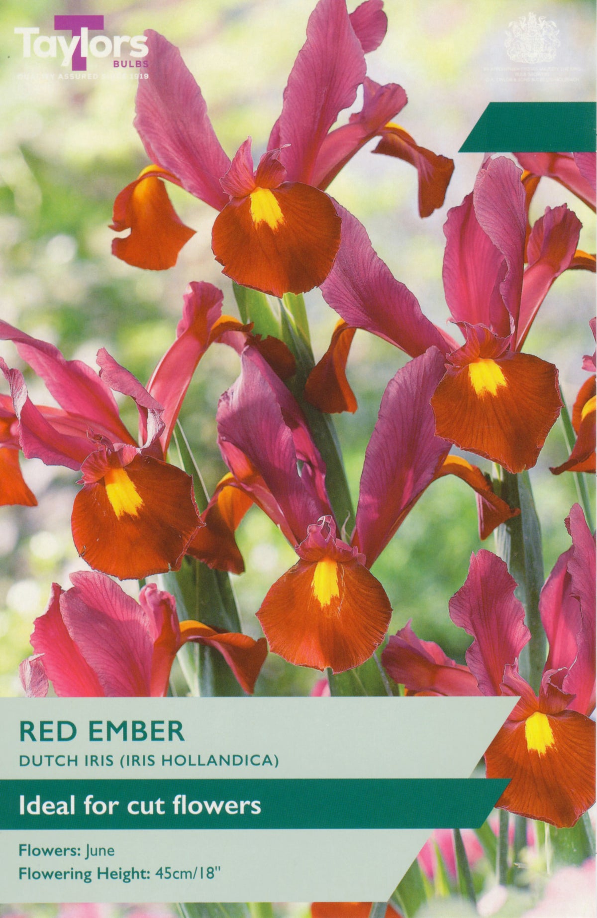 Red Ember Dutch Iris Bulbs - Red & Yellow Cut Flowers, June Flowering