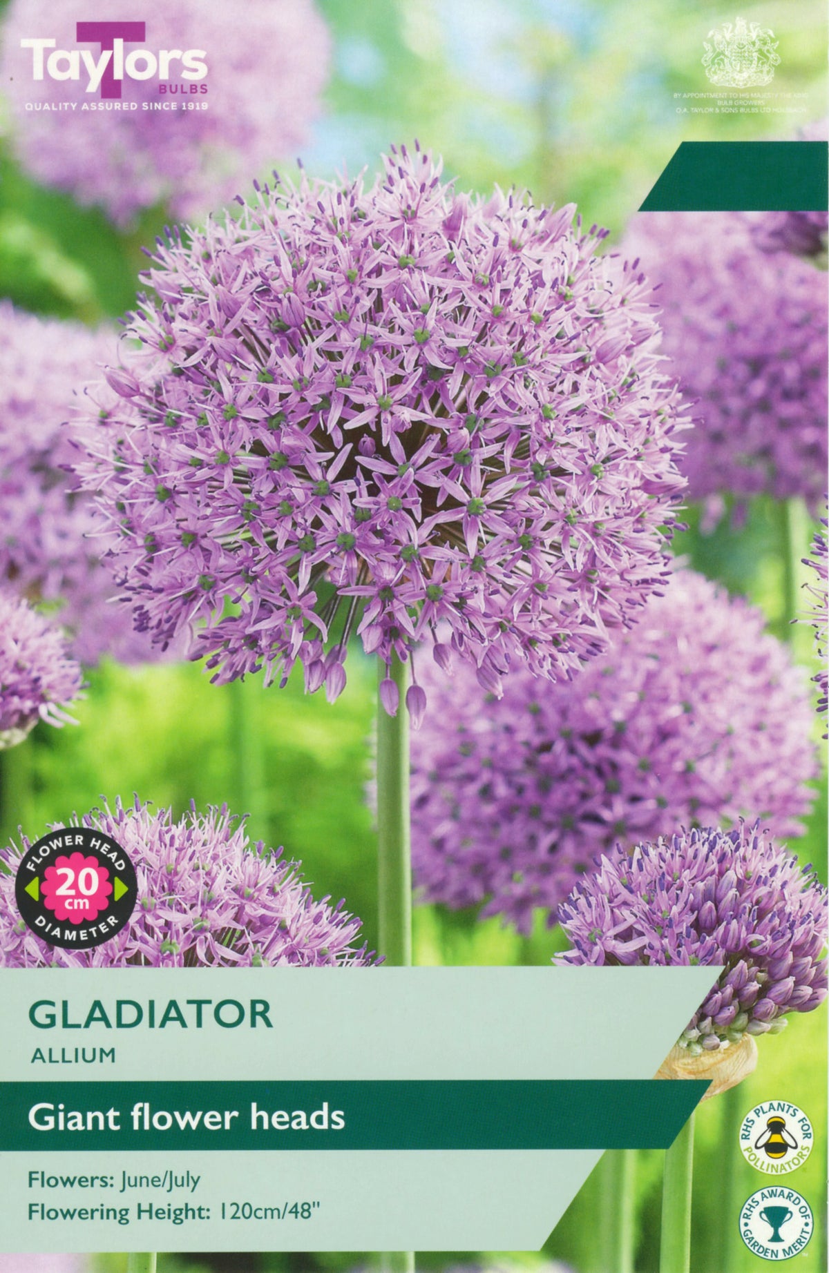 Allium Gladiator Bulbs - Giant Lilac Flower Heads, 120cm Tall, June to July